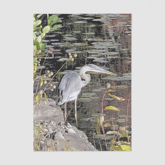 Great Blue Heron Stretched Canvas Print Seidenpapier (Vorderseite)