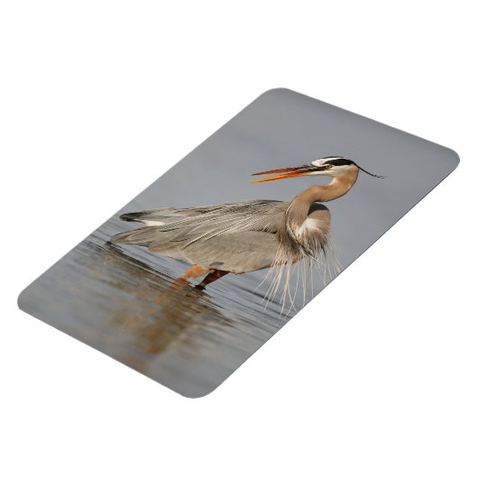 Great Blue Heron Twisted 4x6 Magnet (Linke Seite)