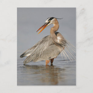 Great Blue Heron Twisted Postcard Postkarte