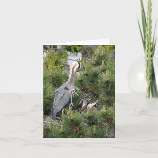 Great Blue Heron und seine Babys Karte (Vorderseite)