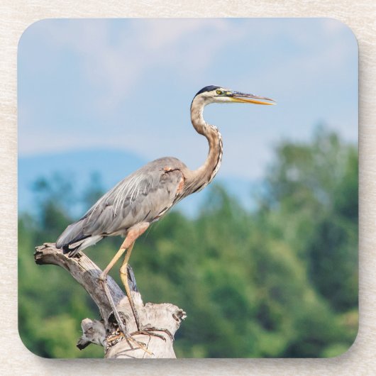Great Blue Heron Untersetzer (Vorderseite)