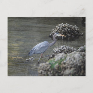 Great Blue Heron unterwegs Postkarte