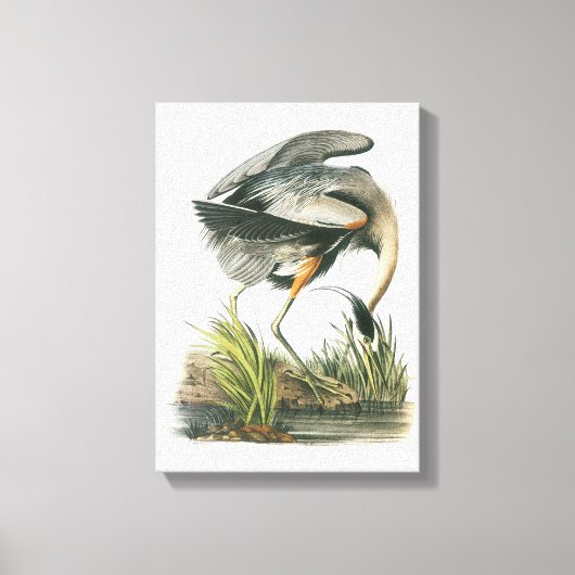 Great Blue Heron von Audubon Leinwanddruck (Vorderseite)