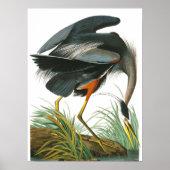 Great Blue Heron von John James Audubon Poster (Vorne)