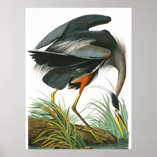 Great Blue Heron von John James Audubon Poster (Vorne)