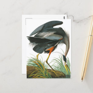 Great Blue Heron von John James Audubon Postkarte