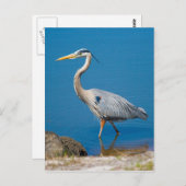 Great Blue Heron Wading Postcard Postkarte (Vorne/Hinten)