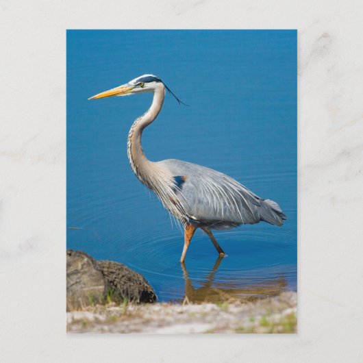 Great Blue Heron Wading Postcard Postkarte (Vorderseite)