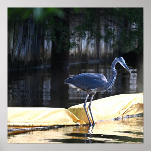 Great Blue Heron Warten Poster (Vorne)