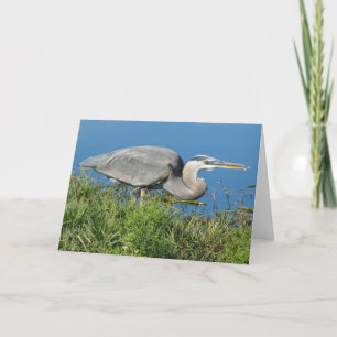 "Great Blue Heron with Fish 1."Grußkarte Karte