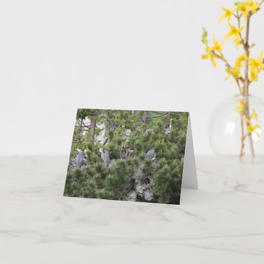 Great Blue Herons Nesting Karte (Gelbe Blume)