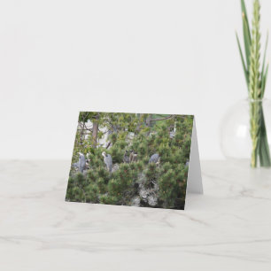 Great Blue Herons Nesting Karte