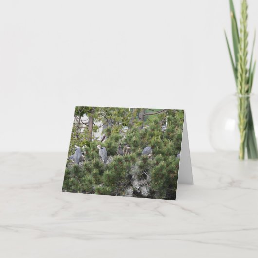 Great Blue Herons Nesting Karte (Vorderseite)