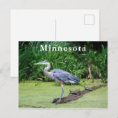 Great Blue Hery Turtles Green Lake Postkarte (Vorne/Hinten)