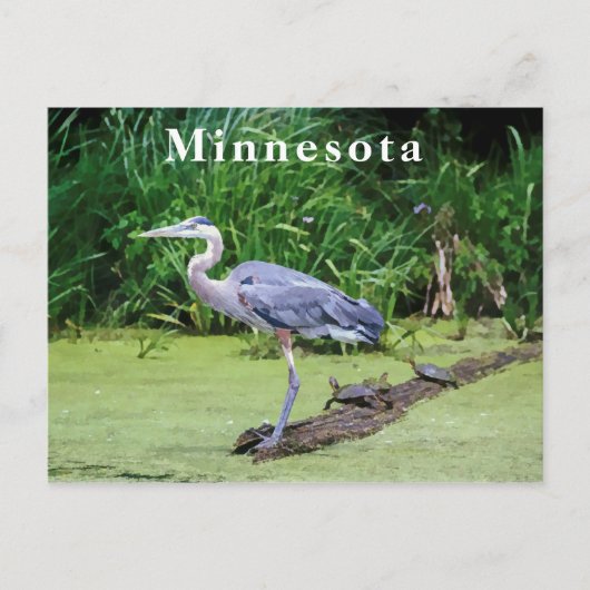 Great Blue Hery Turtles Green Lake Postkarte (Vorderseite)