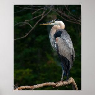 Great Blue Hery Wall Art Poster