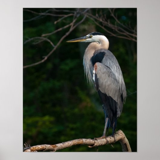 Great Blue Hery Wall Art Poster (Vorne)