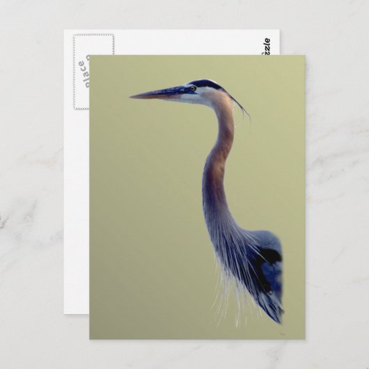 Great Blue Postkarte (Vorne/Hinten)