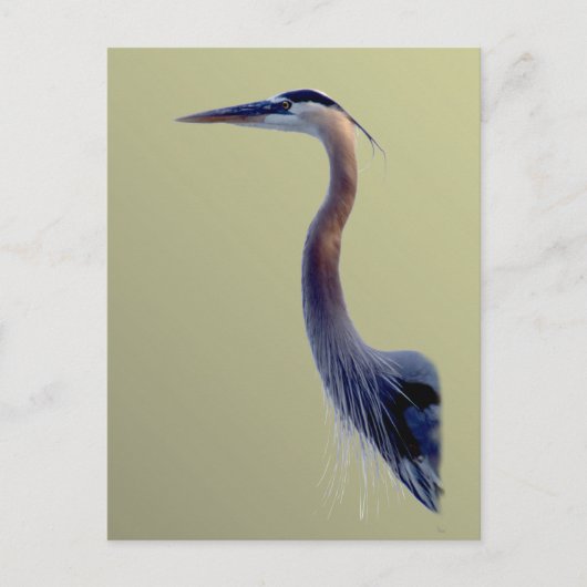 Great Blue Postkarte (Vorderseite)