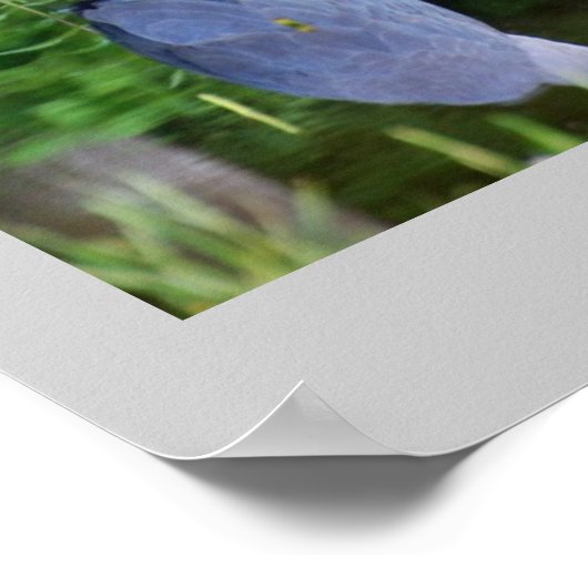 Great Blue Zen Poster (Ecke)