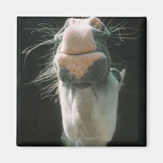 Great Britian Magnet (Vorne)