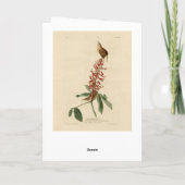 Great Carolina Wren - Audubons Vögel in Amerika Karte (Rückseite)