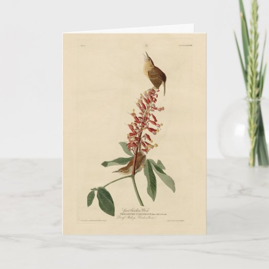 Great Carolina Wren - Audubons Vögel in Amerika Karte (Vorderseite)