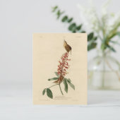 Great Carolina Wren - Audubons Vögel in Amerika Postkarte (Stehend Vorderseite)