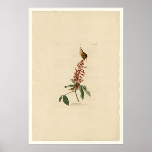 Great Carolina Wren Poster (Vorne)