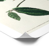 Great Carolina Wren von Audubon Poster (Ecke)