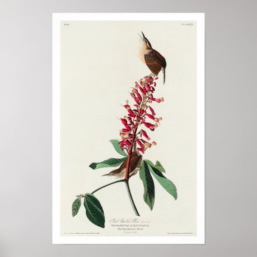 Great Carolina Wren von Audubon Poster (Vorne)