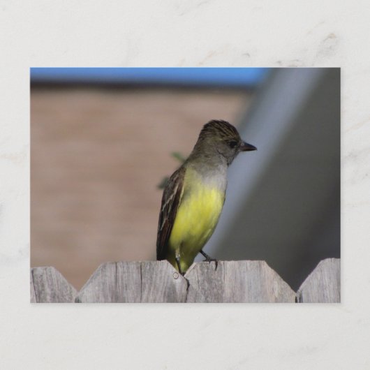 Great Created Flycatcher Postkarte (Vorderseite)