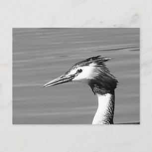 Great Created Grebe Postcard Feiertagspostkarte
