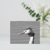 Great Created Grebe Postcard Feiertagspostkarte (Stehend Vorderseite)