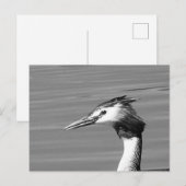 Great Created Grebe Postcard Feiertagspostkarte (Vorne/Hinten)