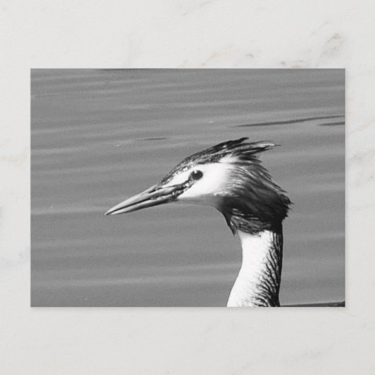 Great Created Grebe Postcard Feiertagspostkarte (Vorderseite)