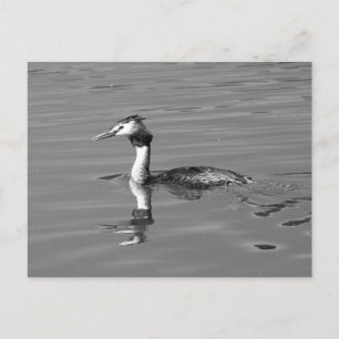 Great Created Grebe Postcard Postkarte