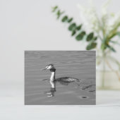 Great Created Grebe Postcard Postkarte (Stehend Vorderseite)