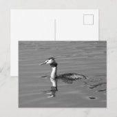 Great Created Grebe Postcard Postkarte (Vorne/Hinten)