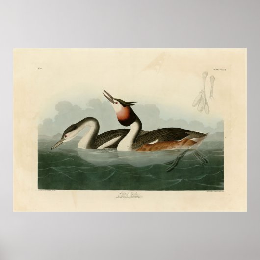 Great Crested Grebe - Audubons Vögel in Amerika Poster (Vorne)