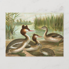 Great Crested Grebe Postkarte