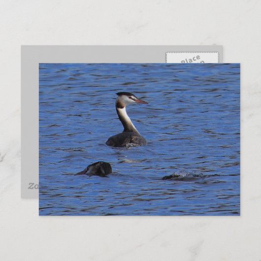 Great Crested Grebe Postkarte (Vorne/Hinten)