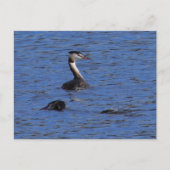 Great Crested Grebe Postkarte (Vorderseite)