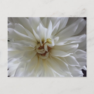 Great Dahlia 1 - gebildeten Brainfart Postkarte
