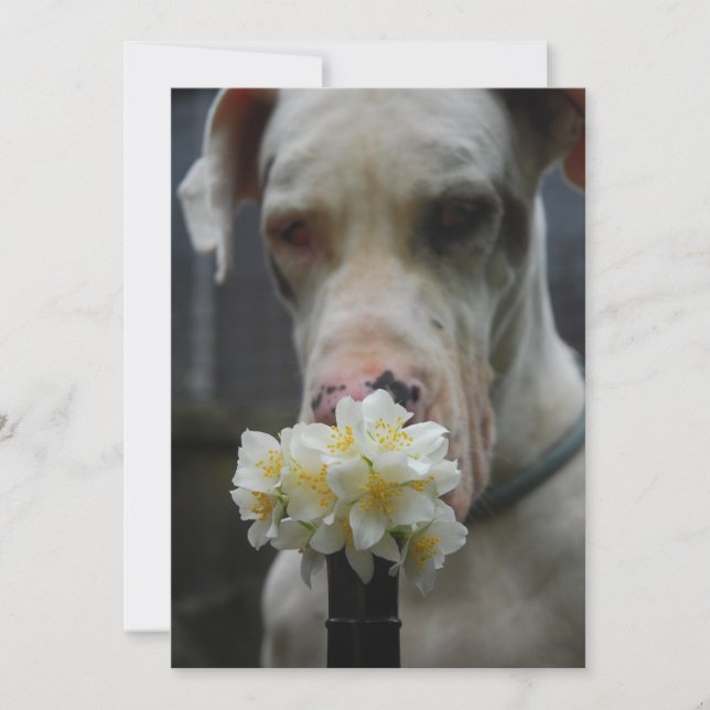 Great Dane (Vorderseite)