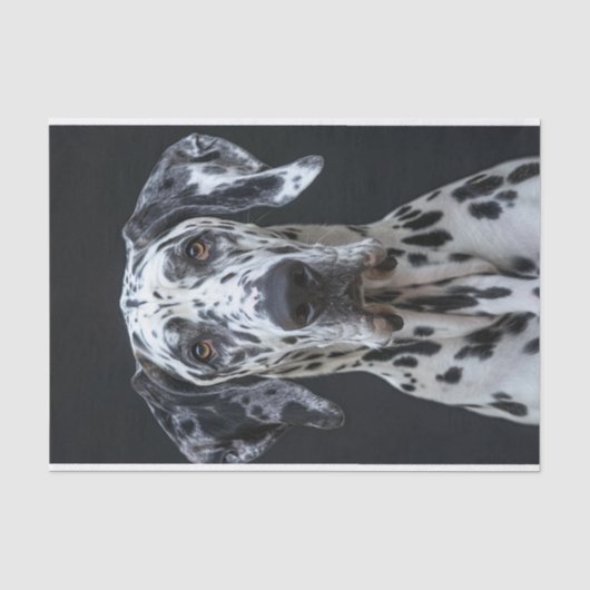 Great Dane1 Seidenpapier (Vorderseite)