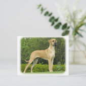 Great Dane 9T088D-027 Postkarte (Stehend Vorderseite)