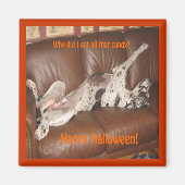 Great Dane Ate zu viel Halloween Candy Magnet (Vorne)