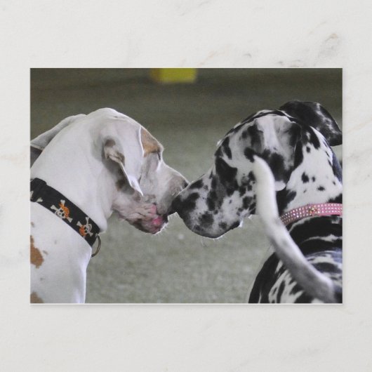 Great Dane Best Friends Postkarte (Vorderseite)