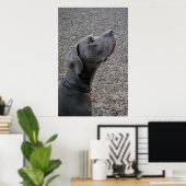Great Dane Blue Poster (Heimbüro)